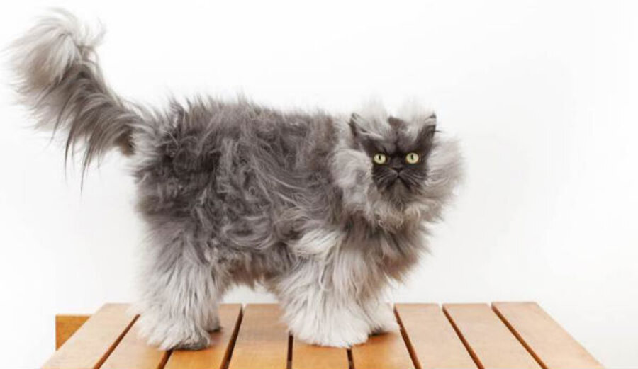 Colonel Meow Breed